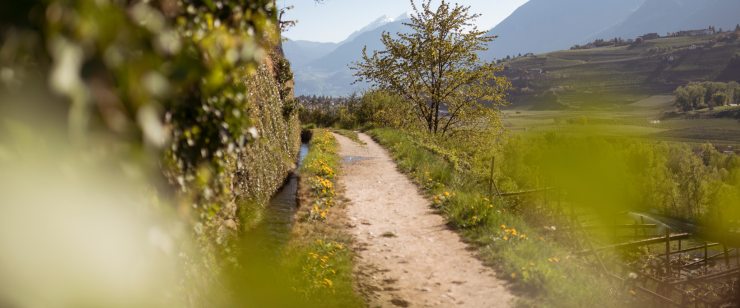 Waalwege for Hiking Friends