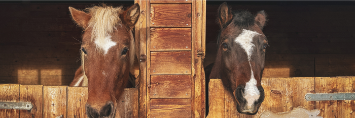 Reitferien für kleine Ponyfans