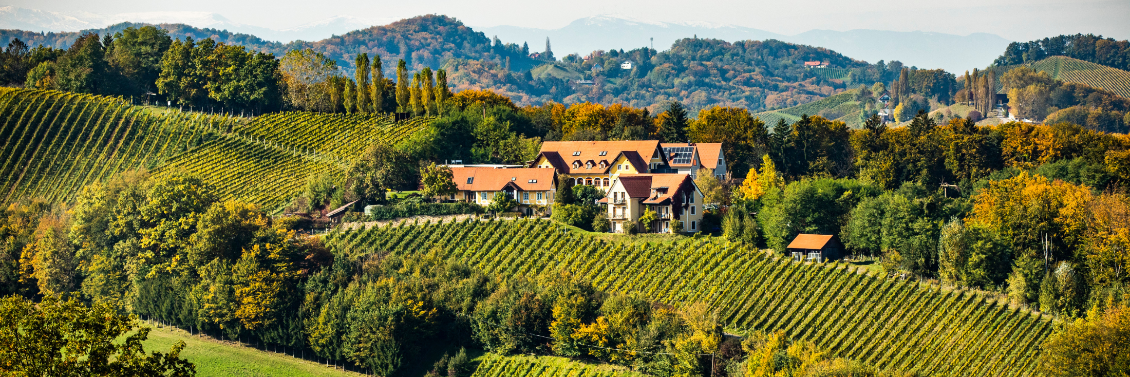 Gourmet-BBQ und herrlich wohnen am Top-Weingut